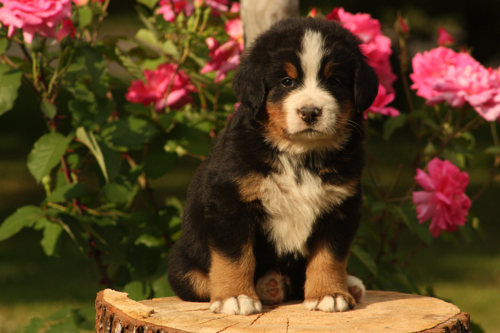 Gallery for p2-litter-bernese