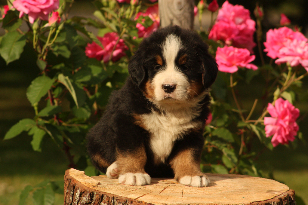 Gallery for p2-litter-bernese