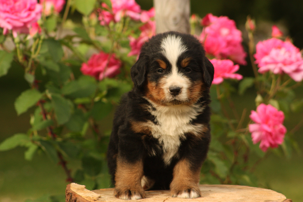 Gallery for p2-litter-bernese