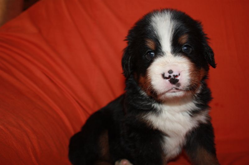 Gallery for l-litter-bernese