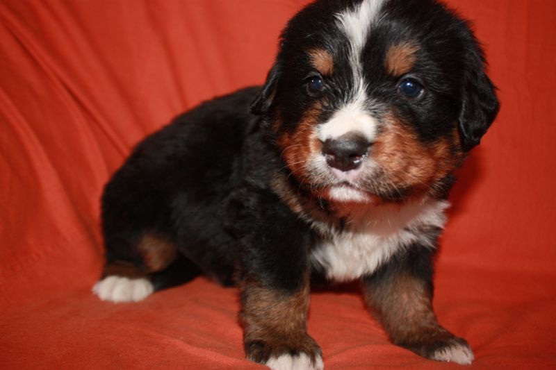 Gallery for l-litter-bernese