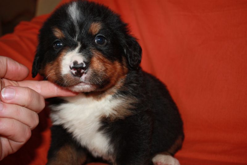 Gallery for l-litter-bernese