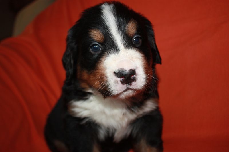 Gallery for l-litter-bernese