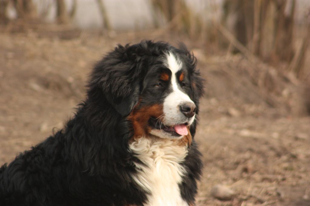 Gallery for s2-litter-bernese
