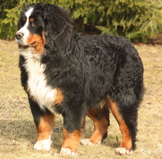 Gallery for s2-litter-bernese