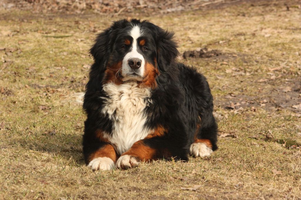 Gallery for s2-litter-bernese