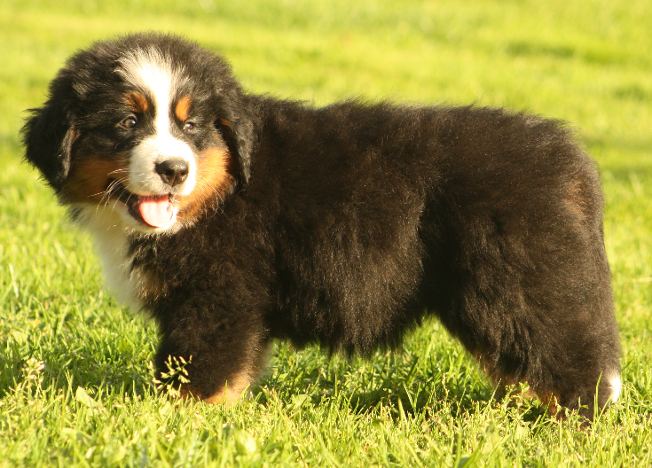 Gallery for s2-litter-bernese