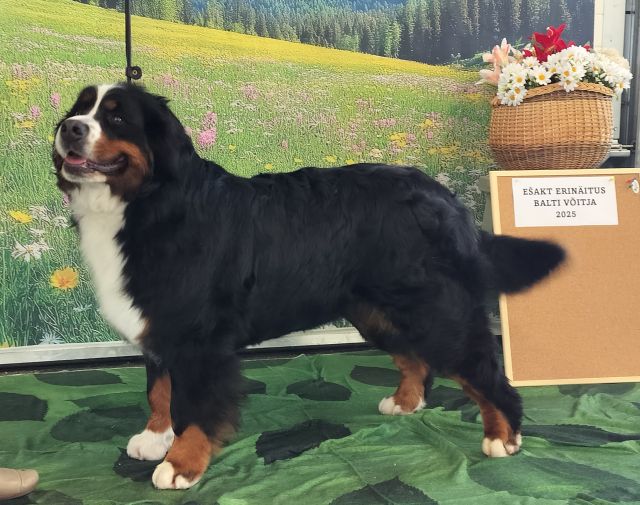 Gallery for s2-litter-bernese