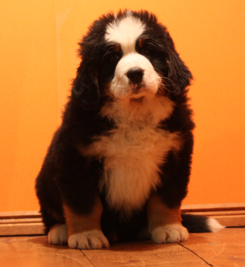 Gallery for k2-litter-bernese