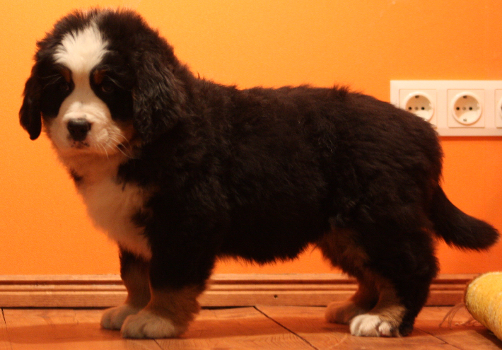 Gallery for k2-litter-bernese