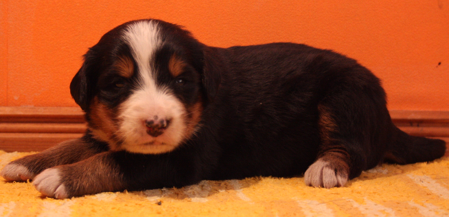 Gallery for p2-litter-bernese