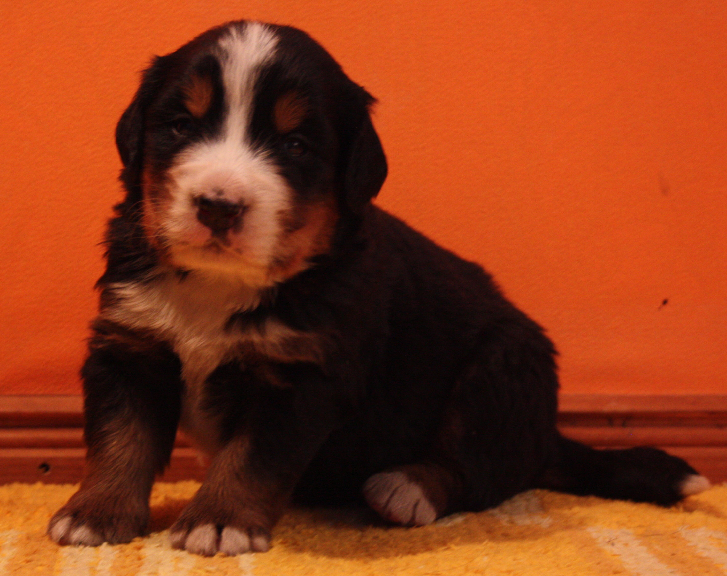 Gallery for p2-litter-bernese
