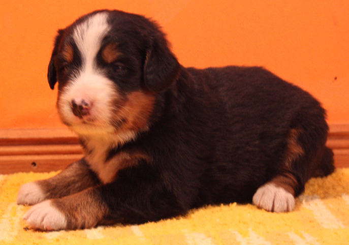 Gallery for p2-litter-bernese