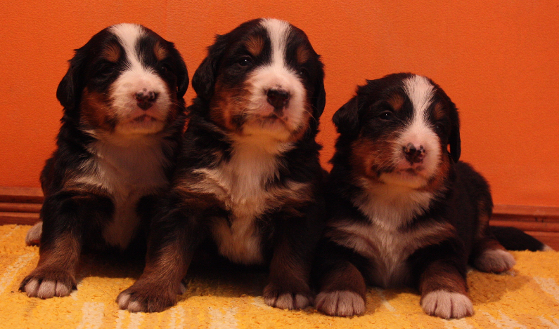 Gallery for p2-litter-bernese