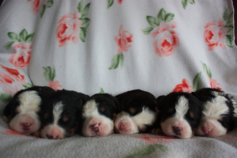 Gallery for v-litter-bernese
