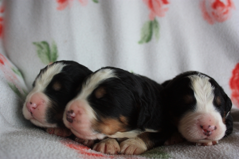 Gallery for v-litter-bernese