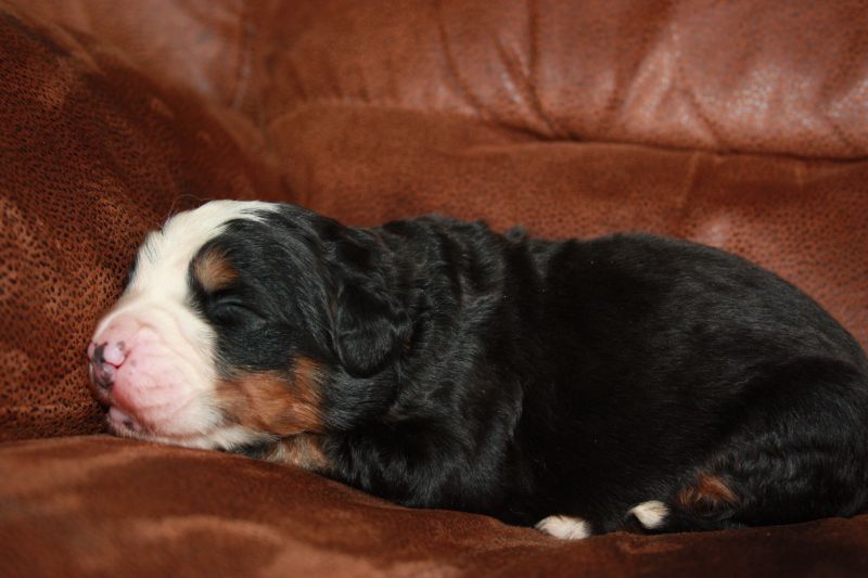 Gallery for u-litter-bernese