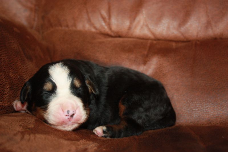 Gallery for u-litter-bernese