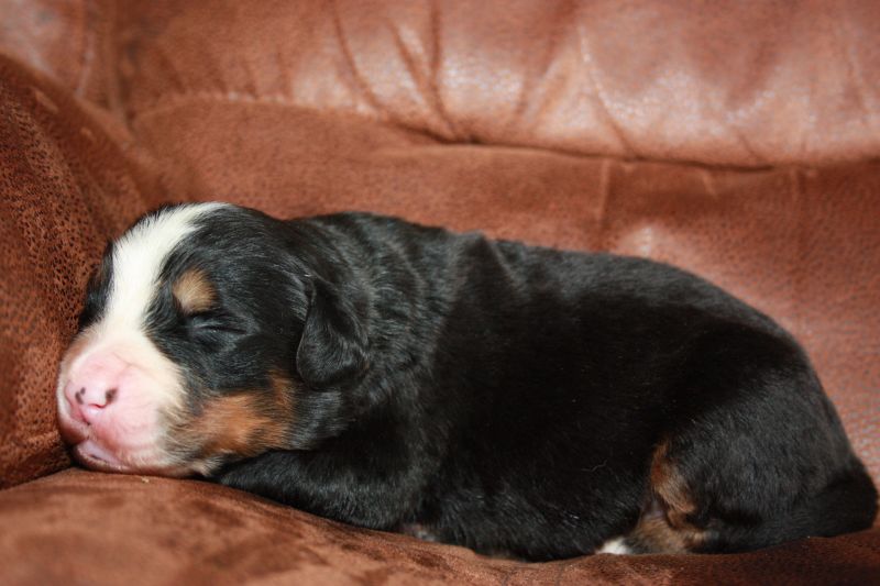 Gallery for u-litter-bernese