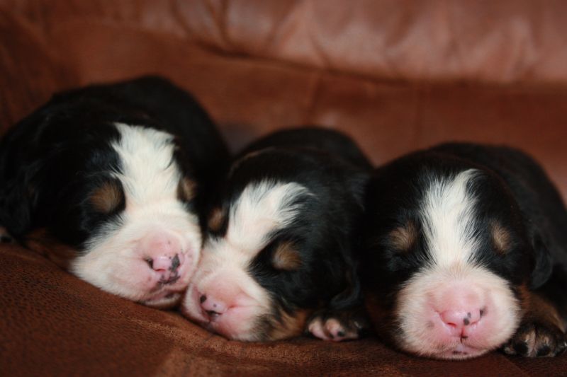 Gallery for u-litter-bernese