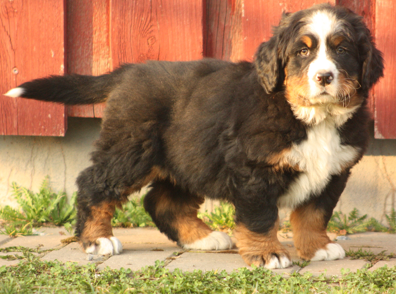 Gallery for n2-litter-bernese