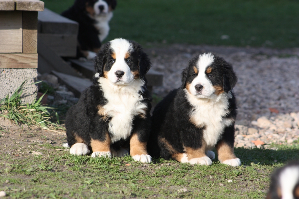Gallery for v-litter-bernese