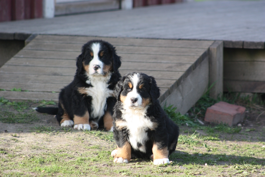 Gallery for v-litter-bernese