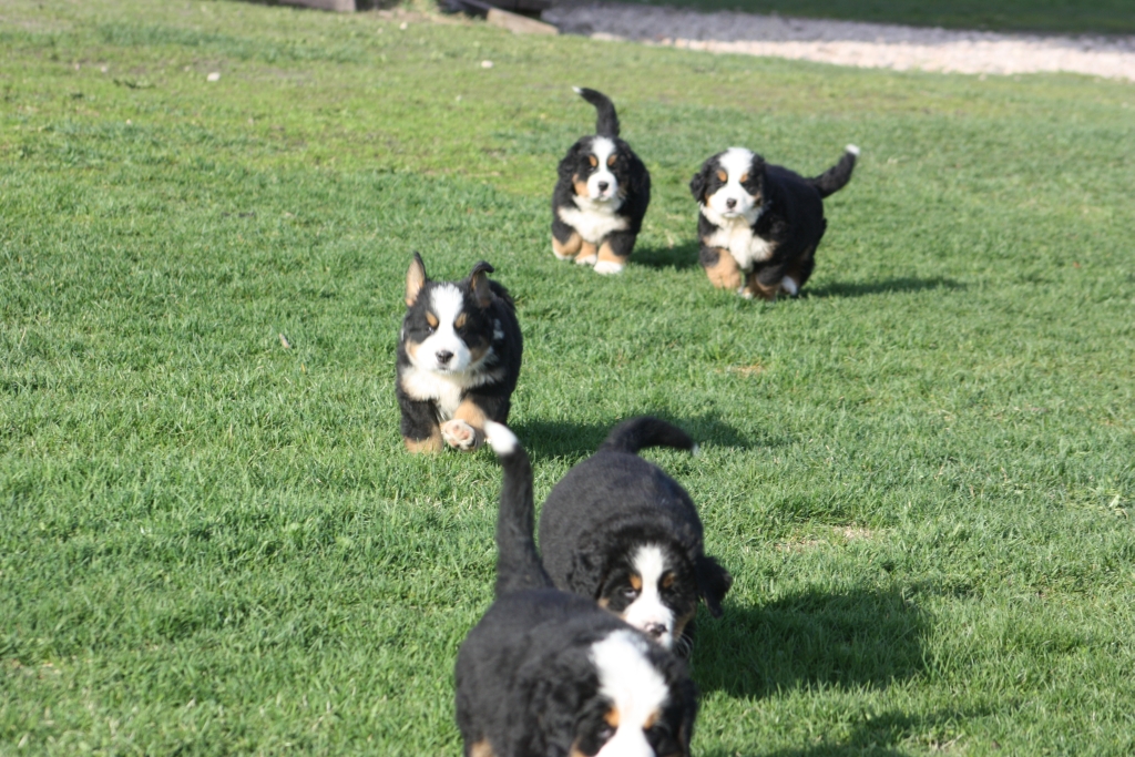 Gallery for v-litter-bernese