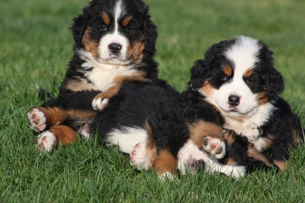 Gallery for v-litter-bernese
