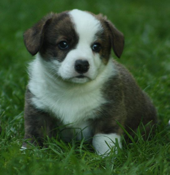 Gallery for o2-litter-cardigan