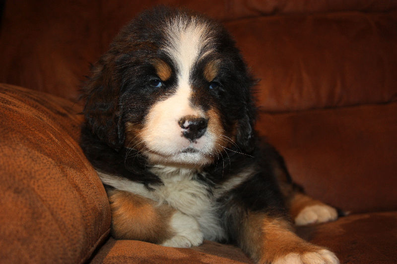 Gallery for a2-litter-bernese