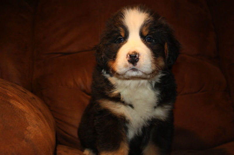 Gallery for a2-litter-bernese