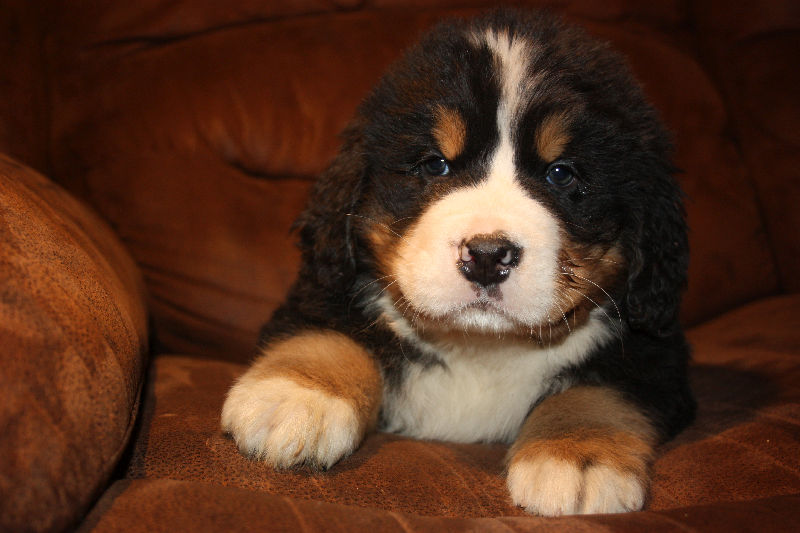 Gallery for a2-litter-bernese