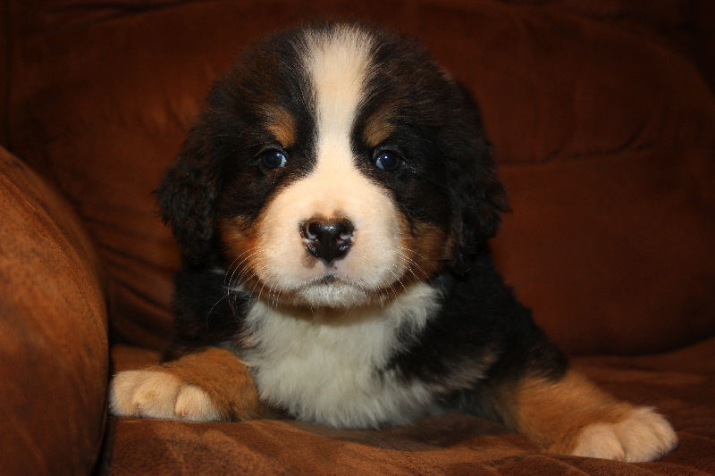 Gallery for a2-litter-bernese