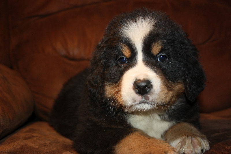 Gallery for a2-litter-bernese