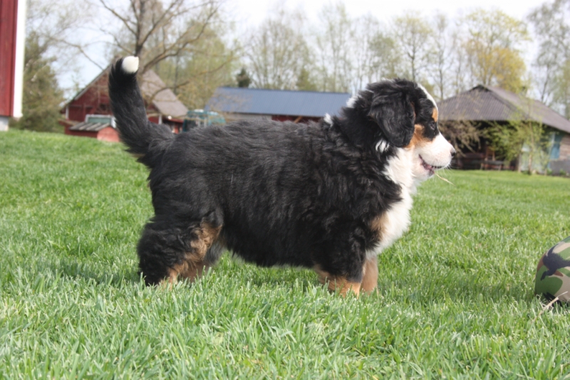 Gallery for v-litter-bernese