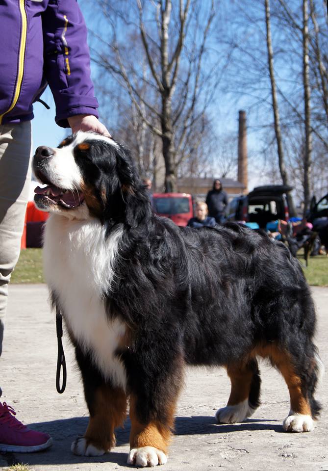 Gallery for v-litter-bernese