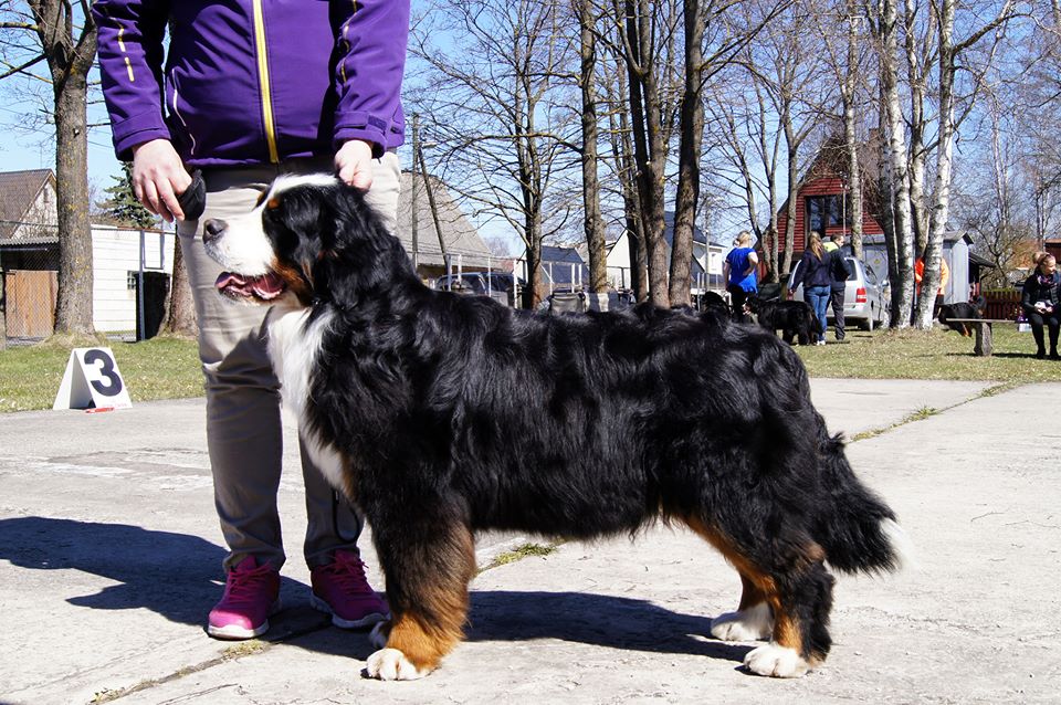 Gallery for v-litter-bernese