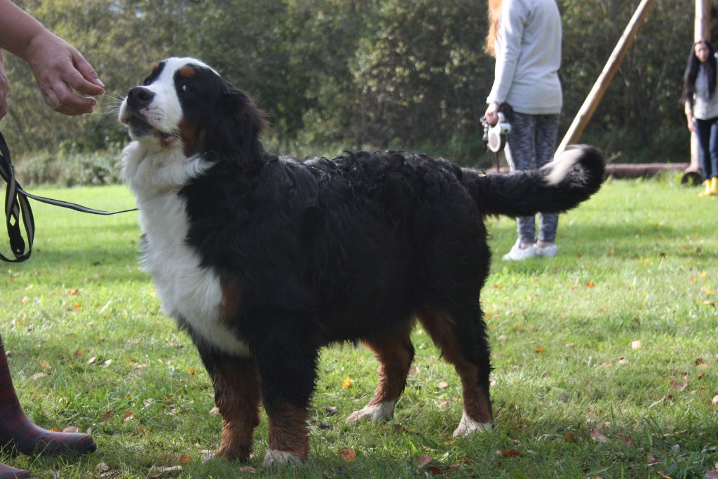 Gallery for v-litter-bernese