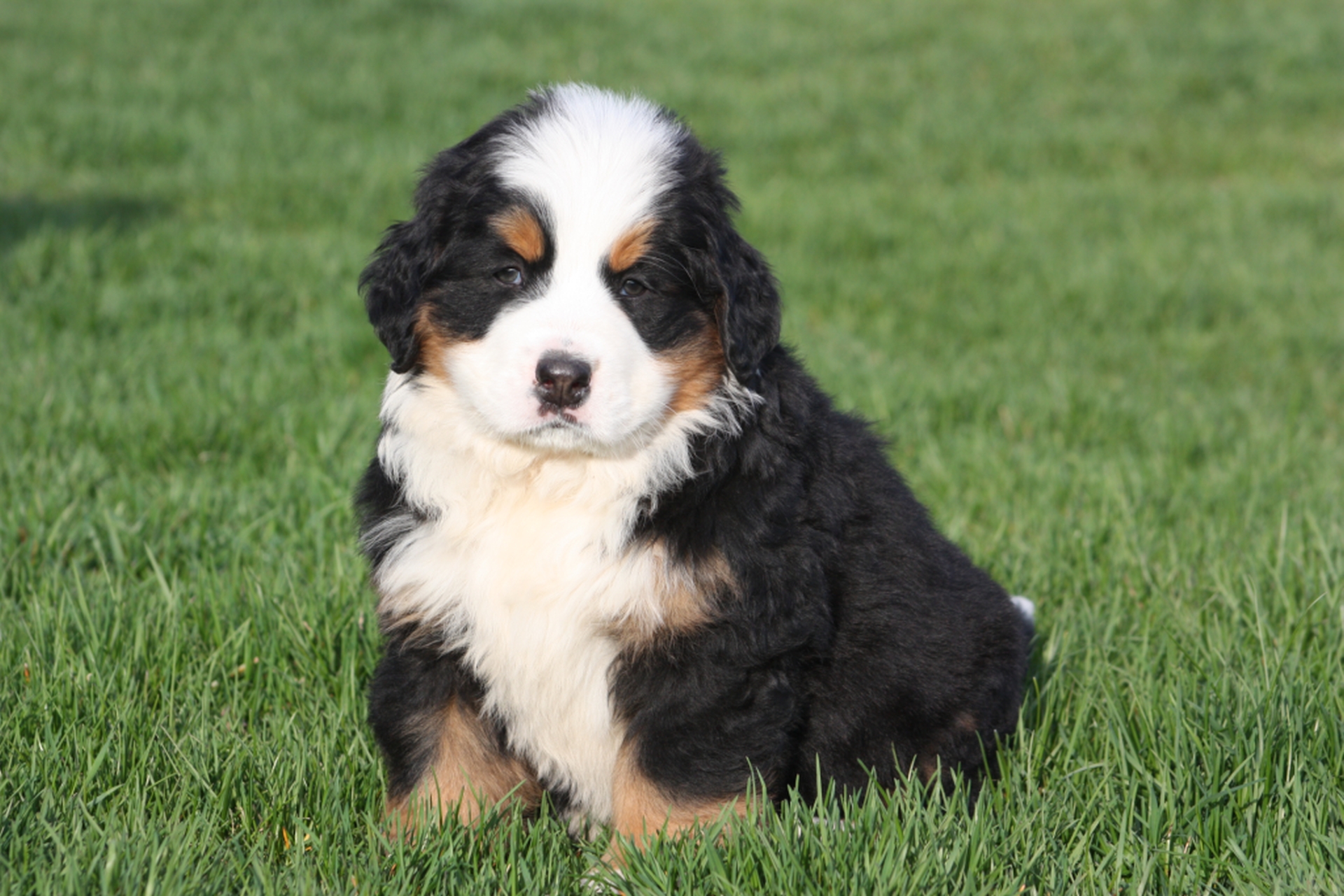 Gallery for v-litter-bernese