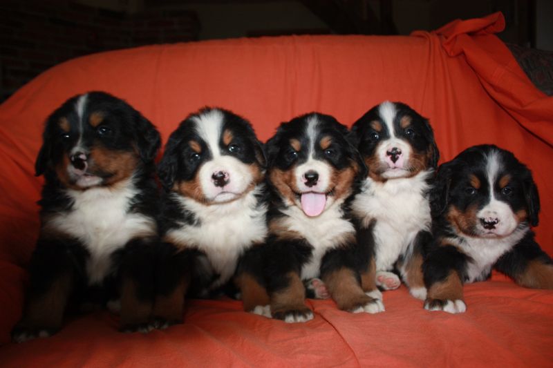 Gallery for l-litter-bernese