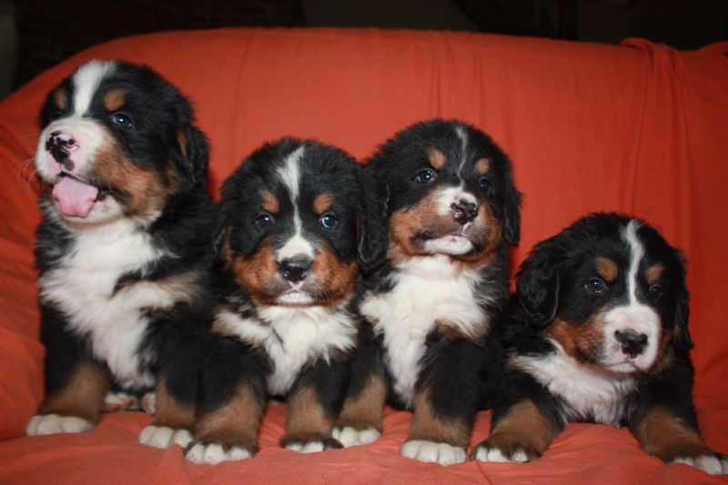 Gallery for l-litter-bernese