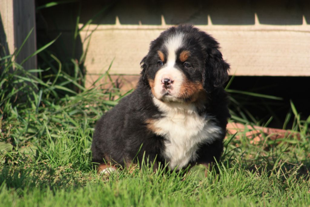 Gallery for u-litter-bernese