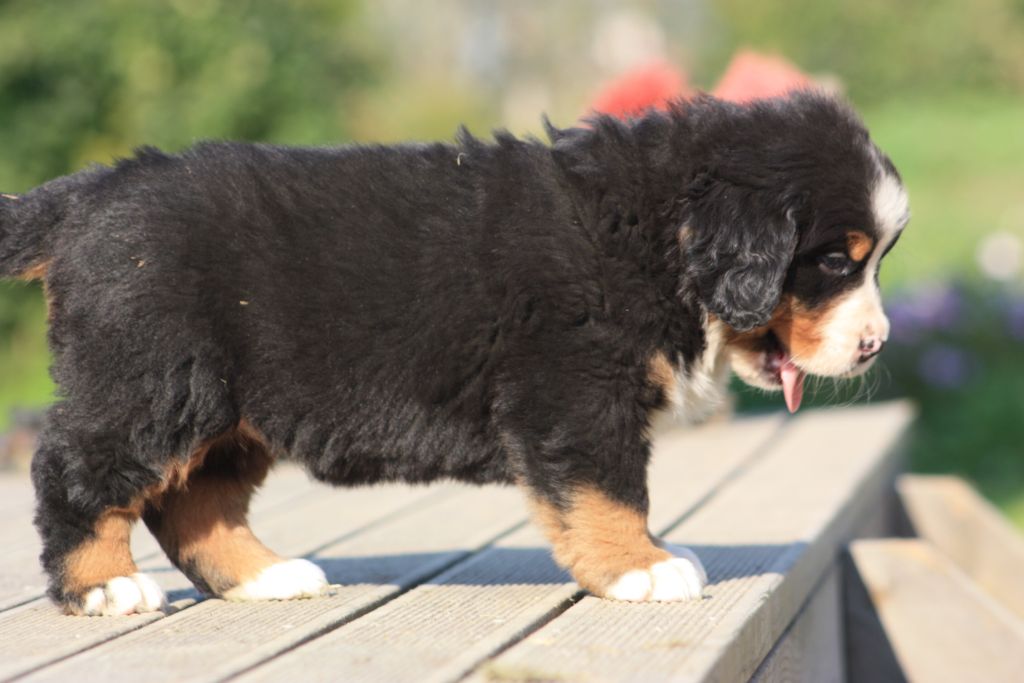 Gallery for u-litter-bernese