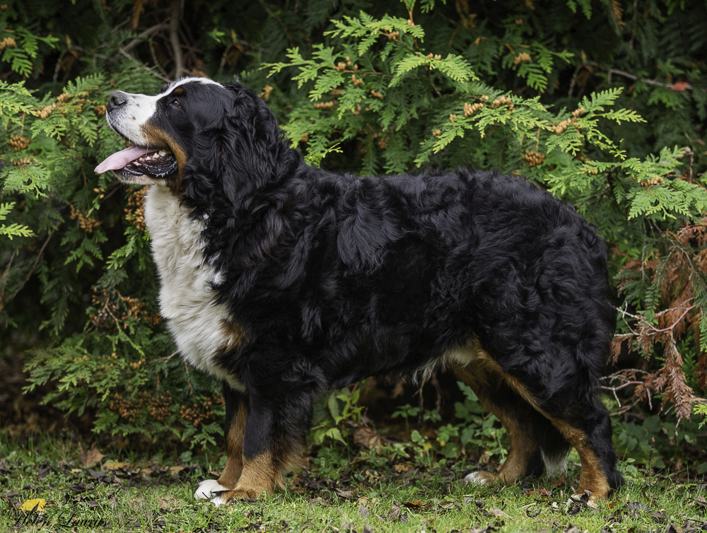 Gallery for i2-litter-bernese