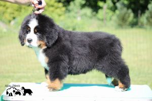 Gallery for i2-litter-bernese