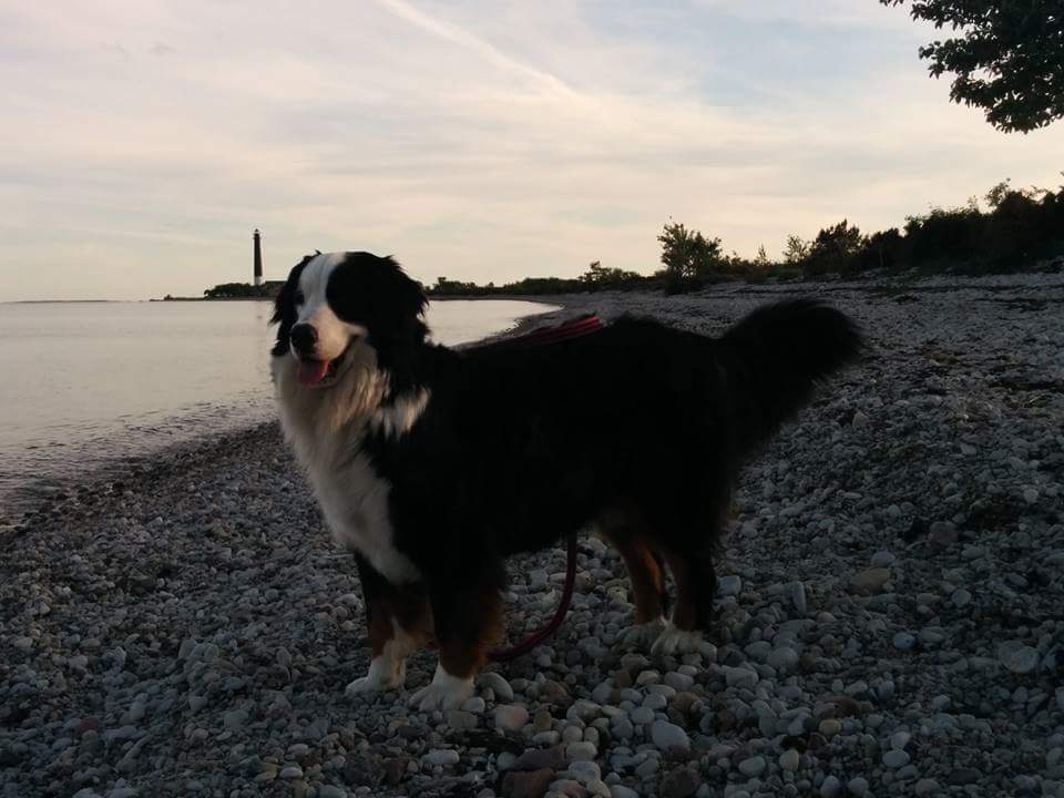 Gallery for v-litter-bernese