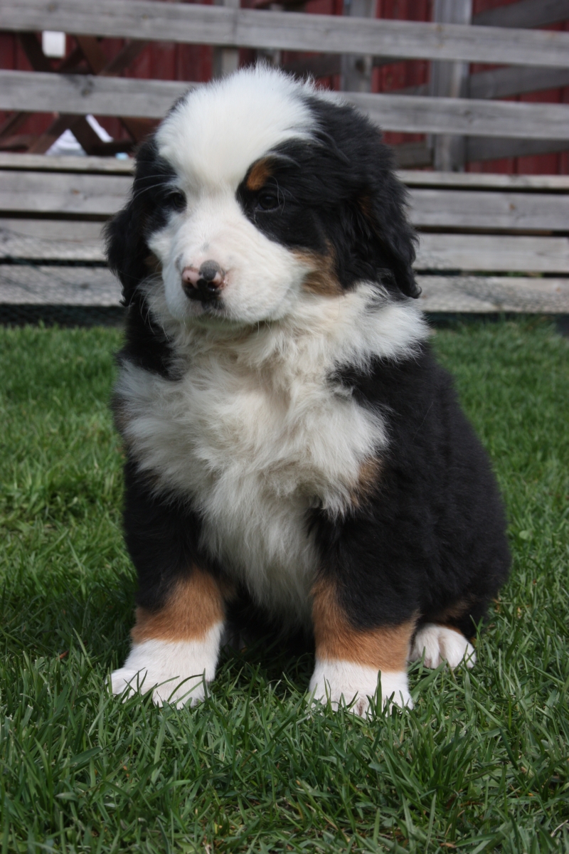 Gallery for v-litter-bernese