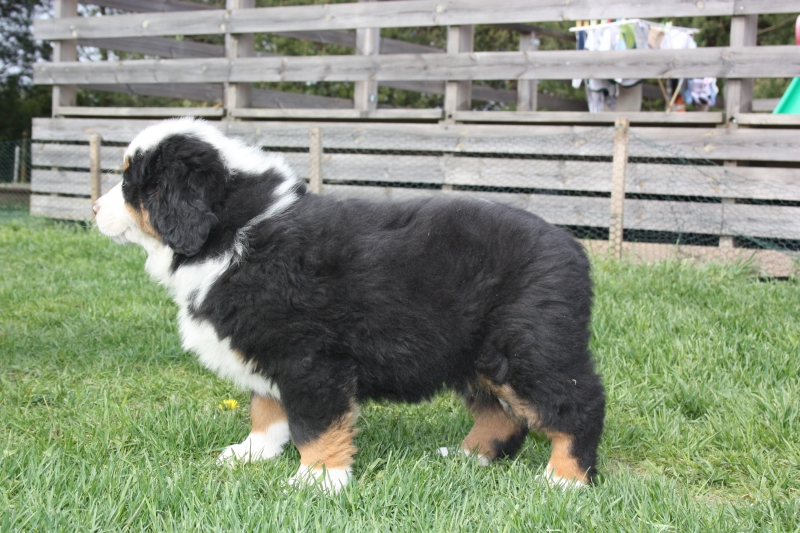 Gallery for v-litter-bernese