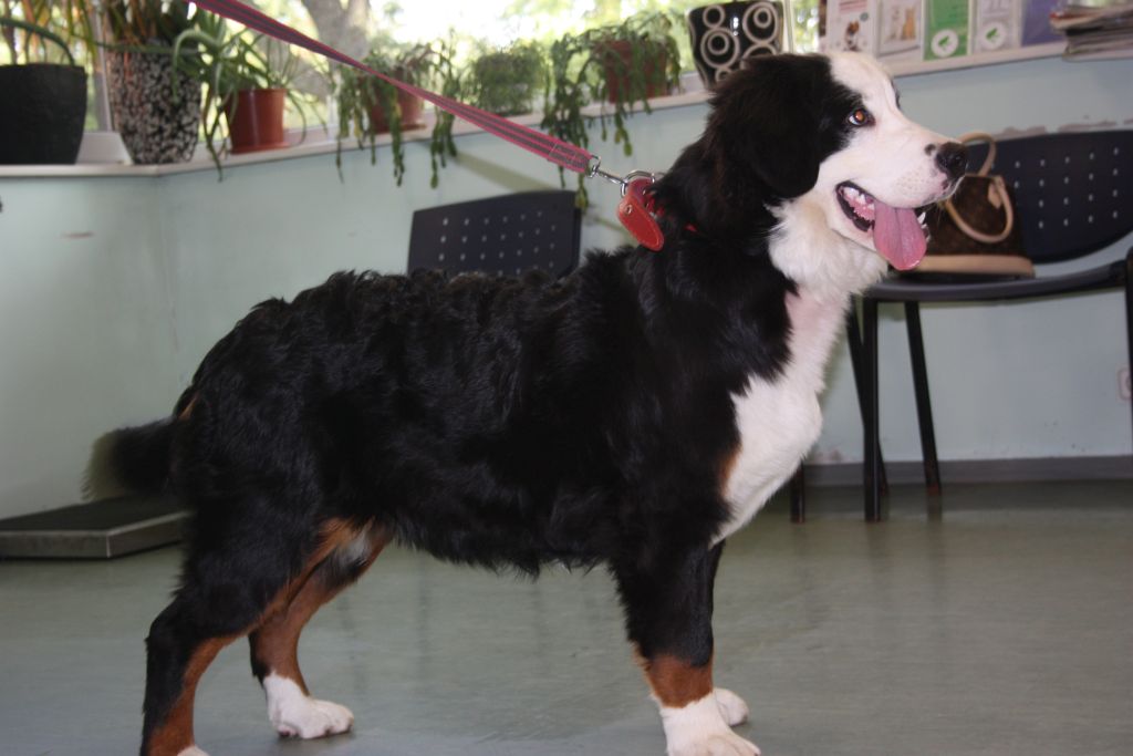 Gallery for v-litter-bernese